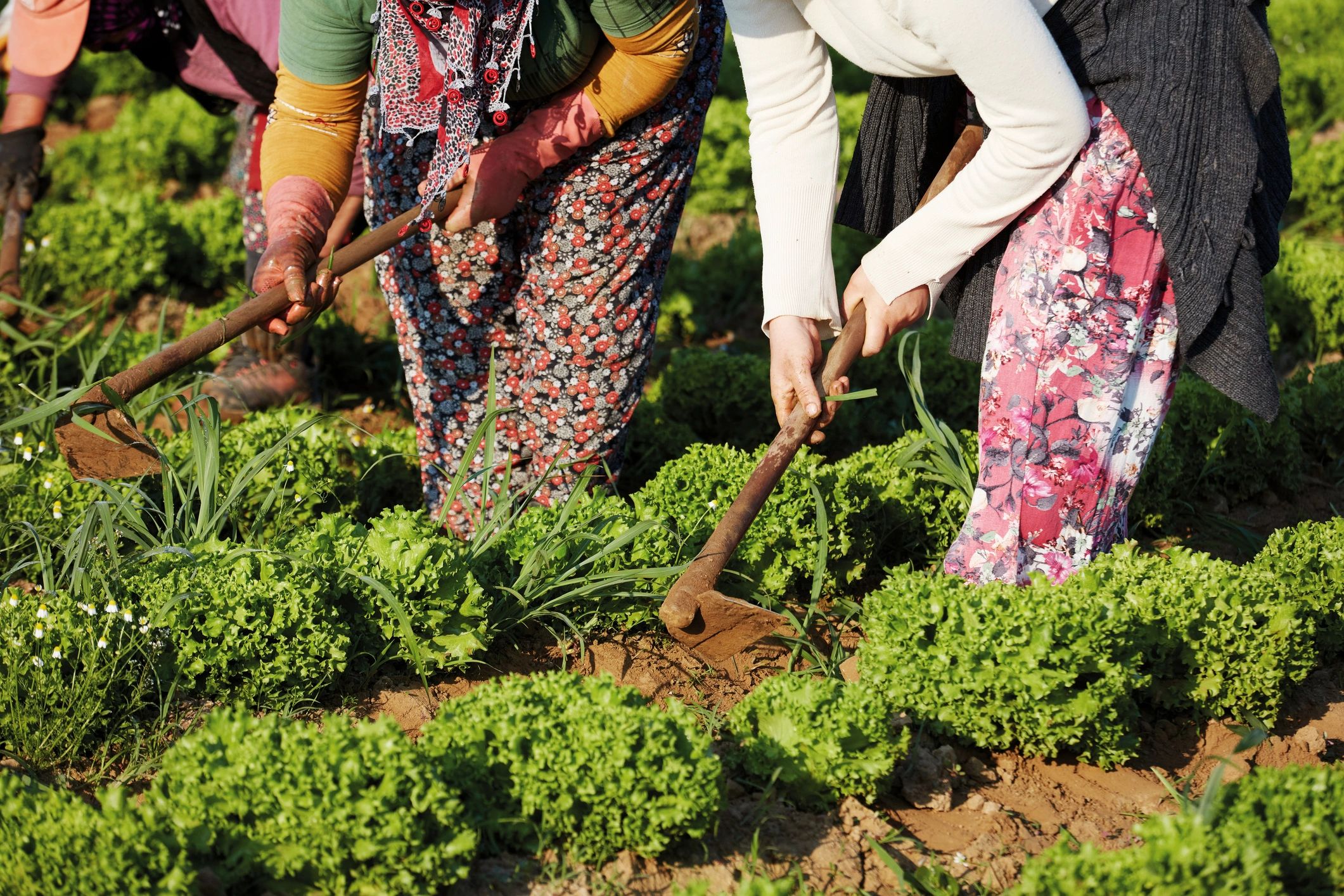 Workers harvesting lettuce in an agricultural field