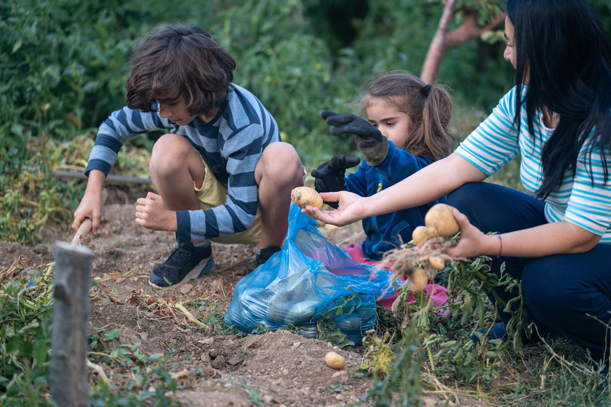 Family harvesting produce together