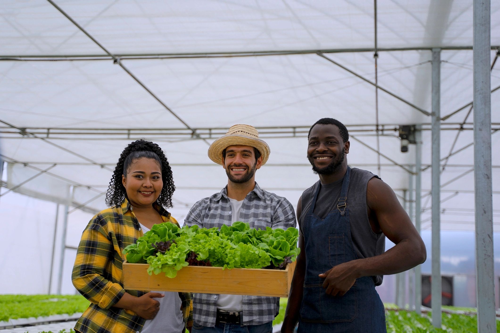 Agricultural worker in a greenhouse harvest setting